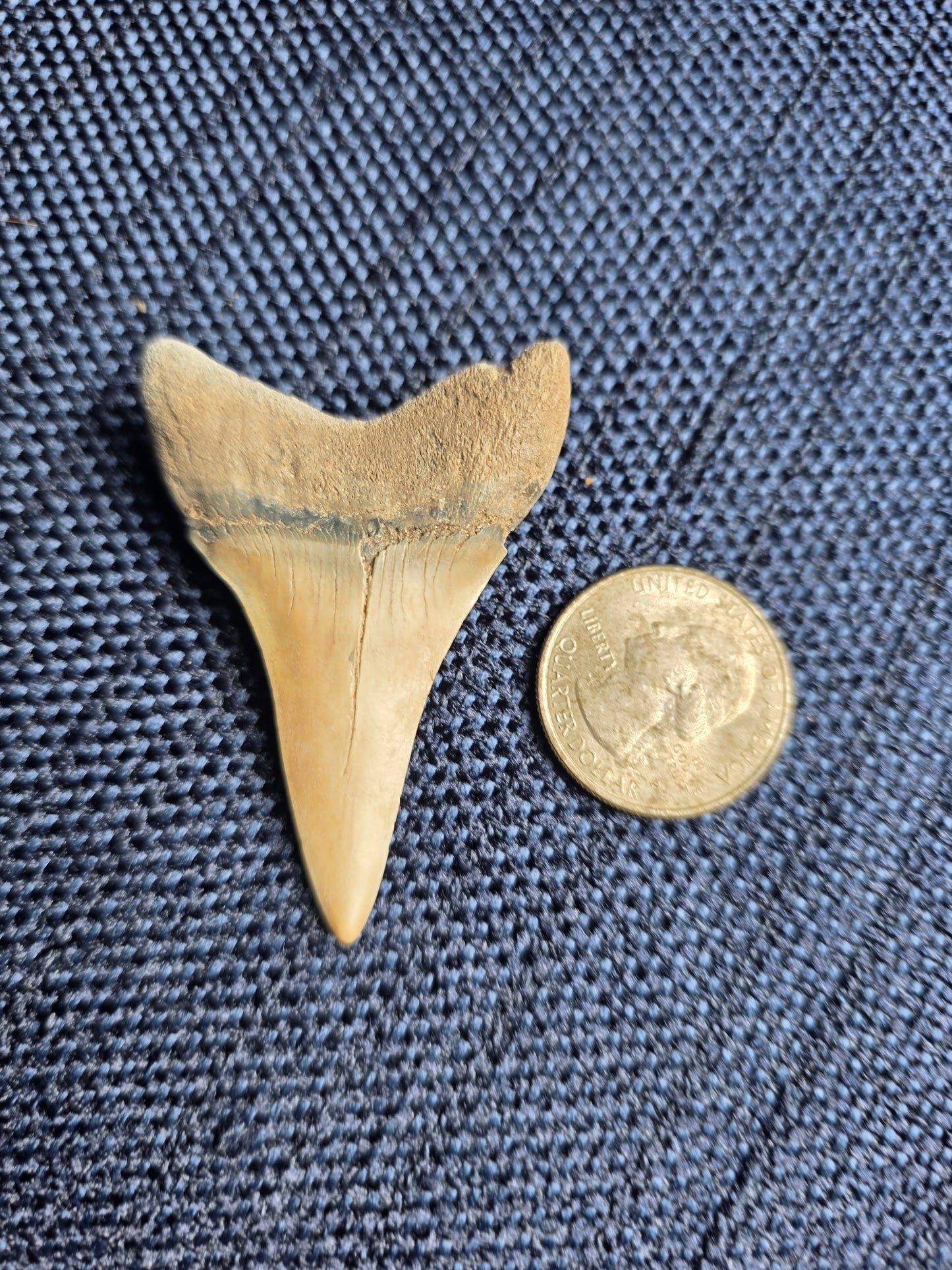Myakka City Hastalis Shark Tooth Fossil