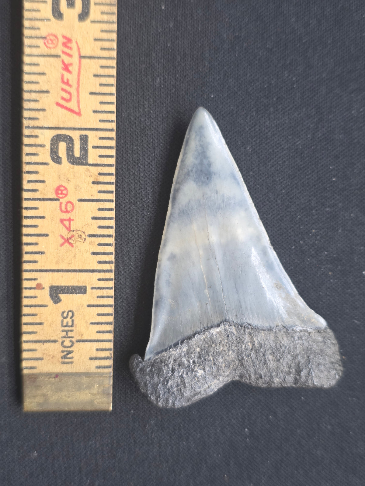 Rare Color Hastalis Fossil Tooth – One-of-a-Kind Relic Reef Pit Find