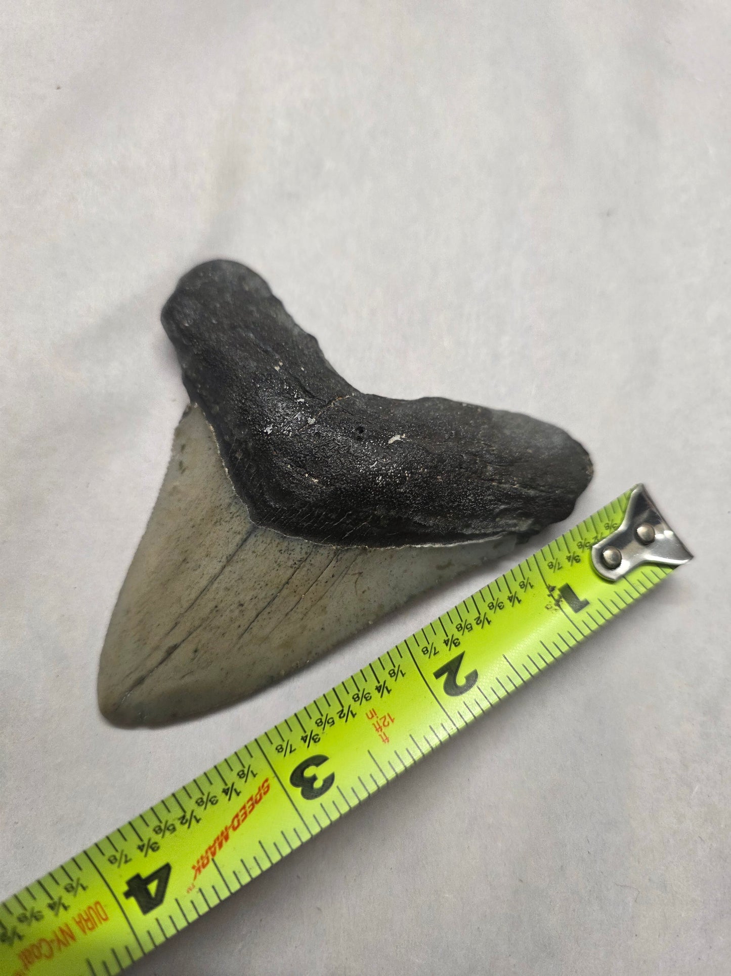 3.75" Authentic Fossil Megalodon Tooth
