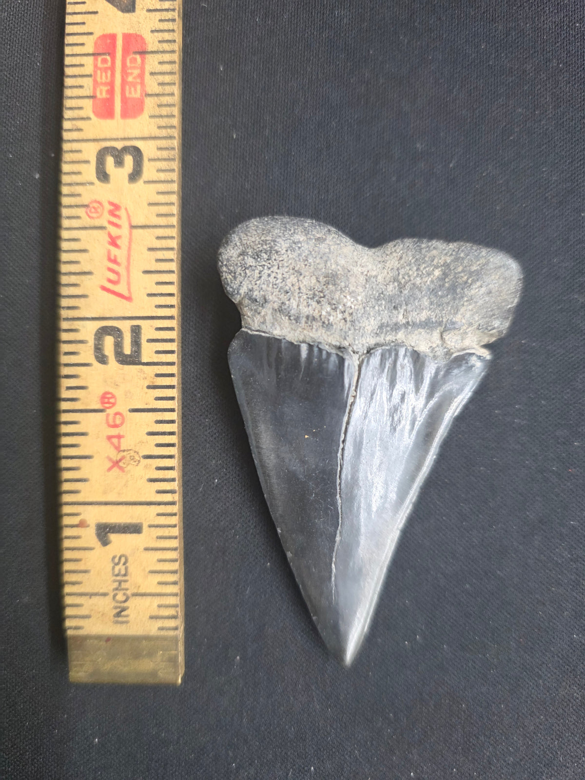One-of-a-Kind Hastalis Fossil Tooth – Original Relic Reef Pit Find