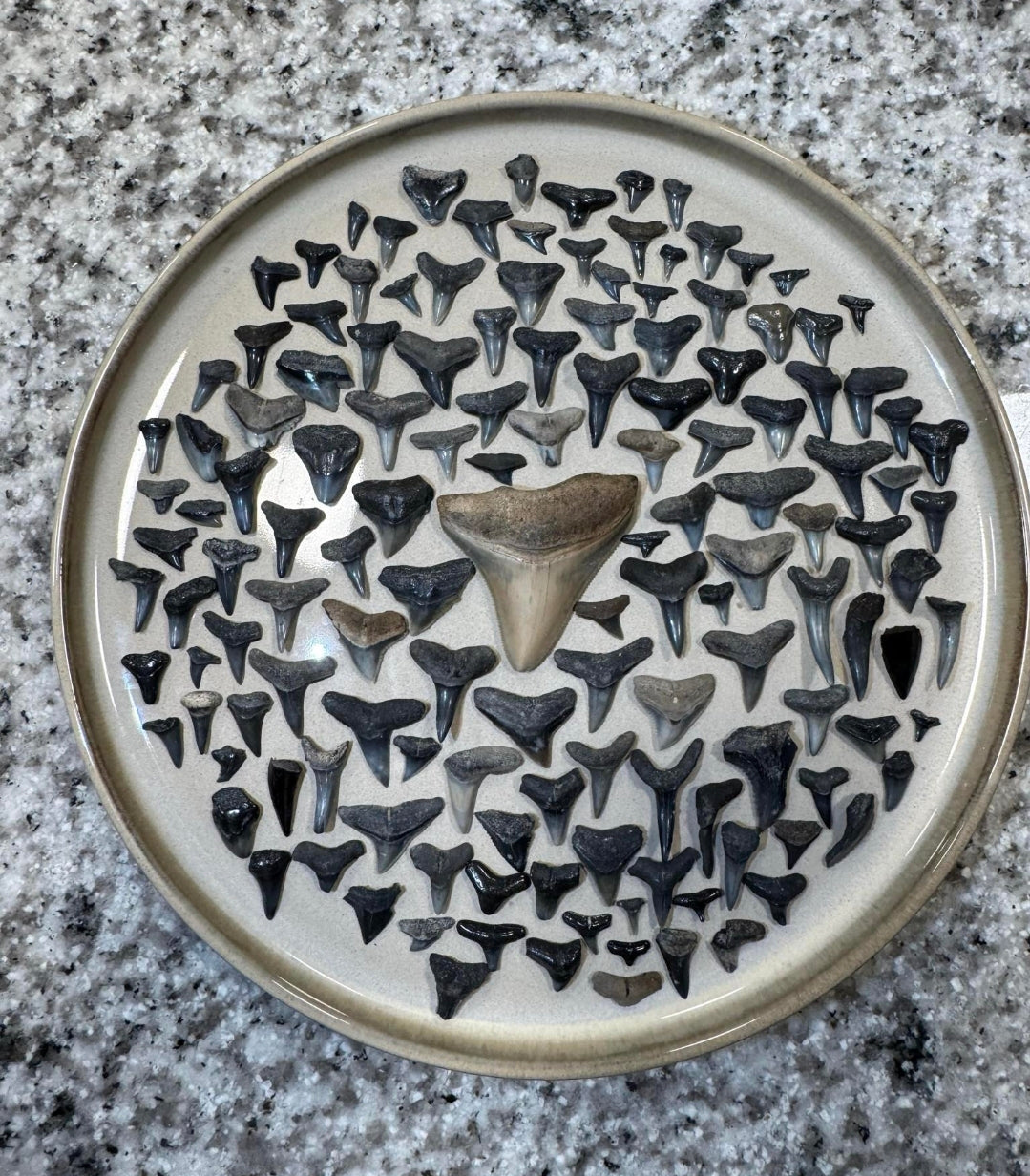 Mystery Shark Tooth Bucket (32 oz)