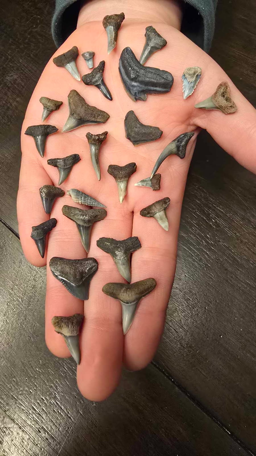 Mystery Shark Tooth Bucket (32 oz)