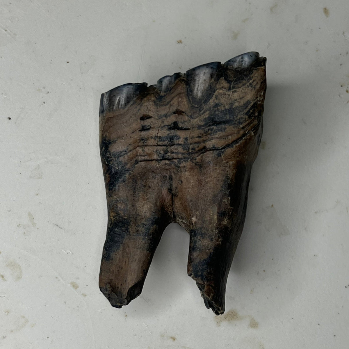 Ice Age horse tooth fossil