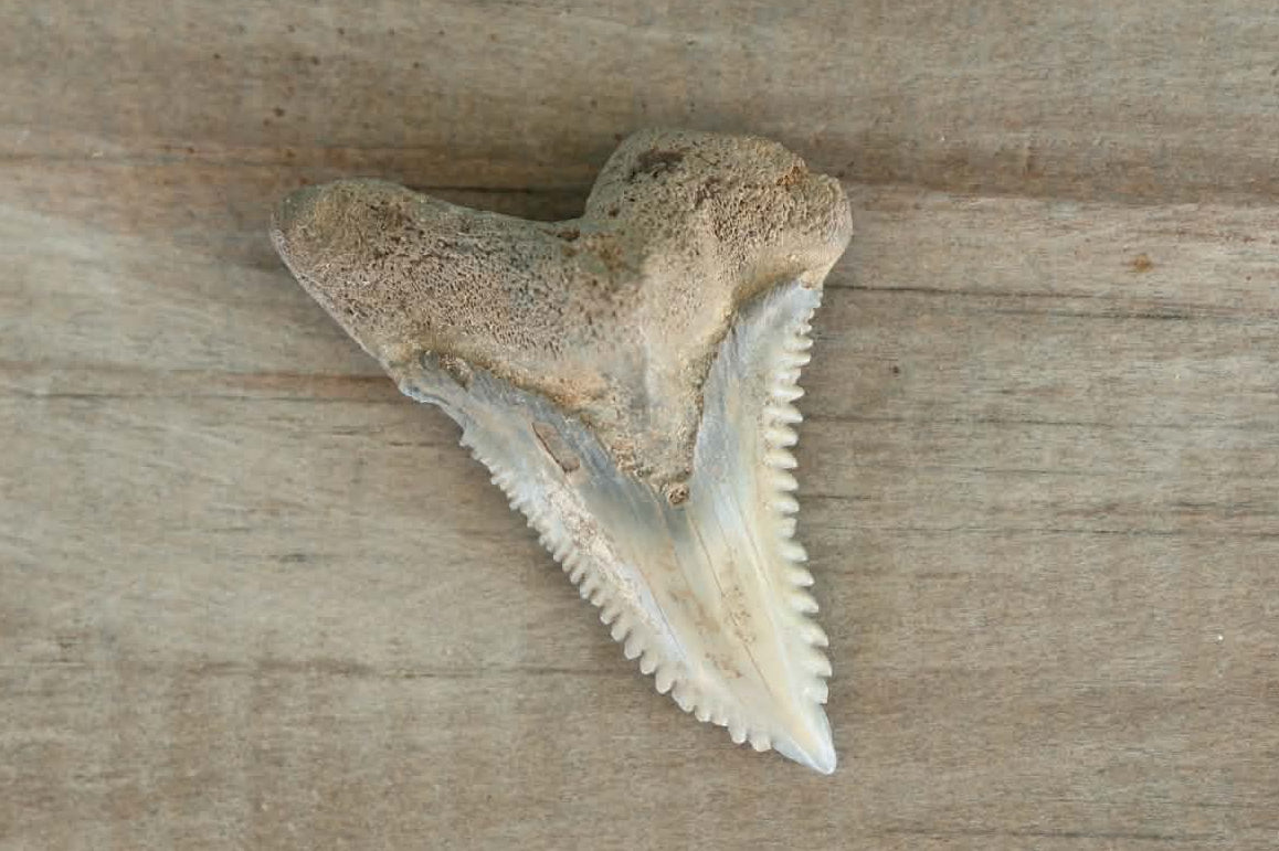 Authentic Hemipristis (Snaggletooth) Shark Tooth