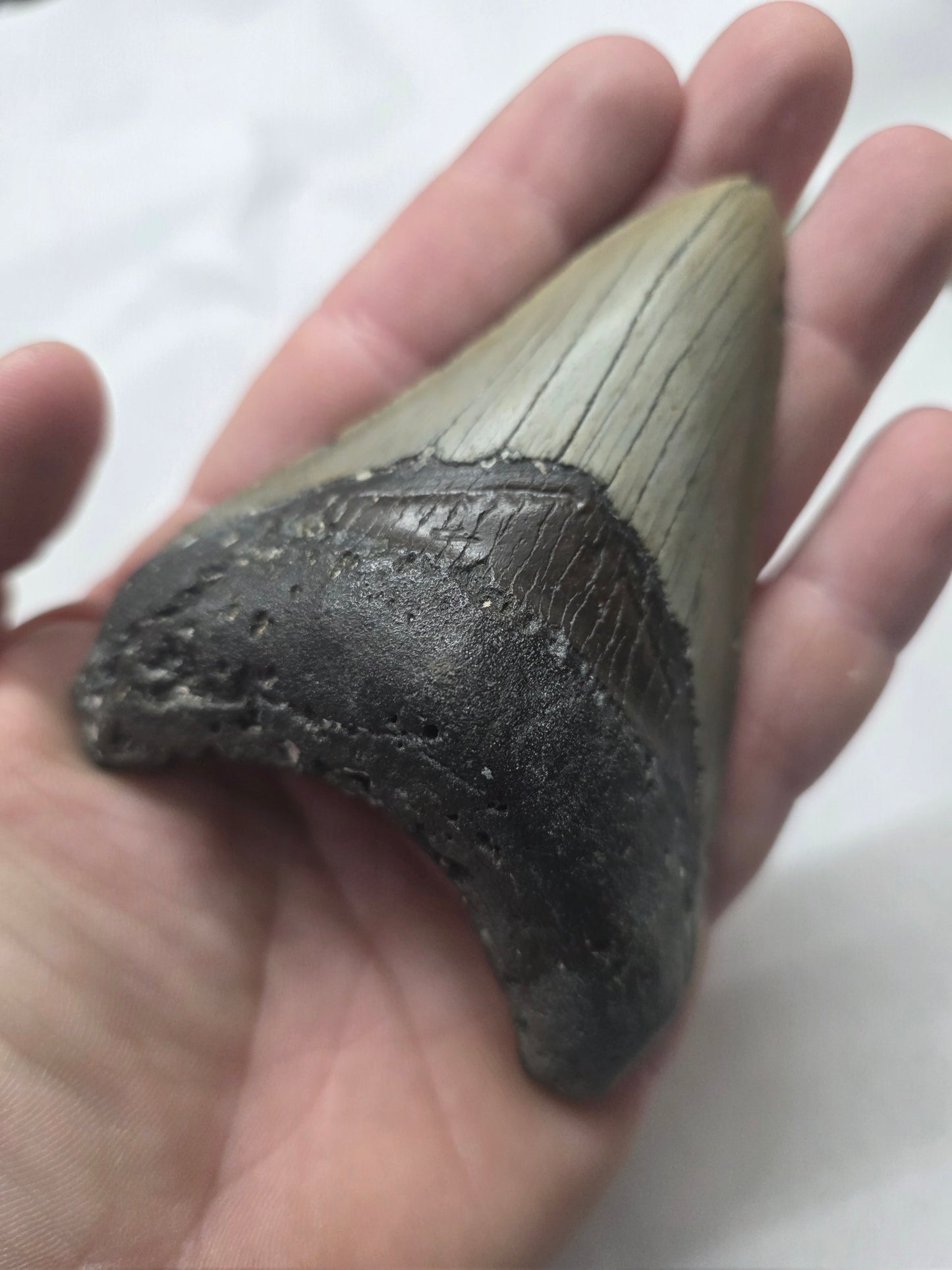 4" Authentic Fossil Megalodon Tooth