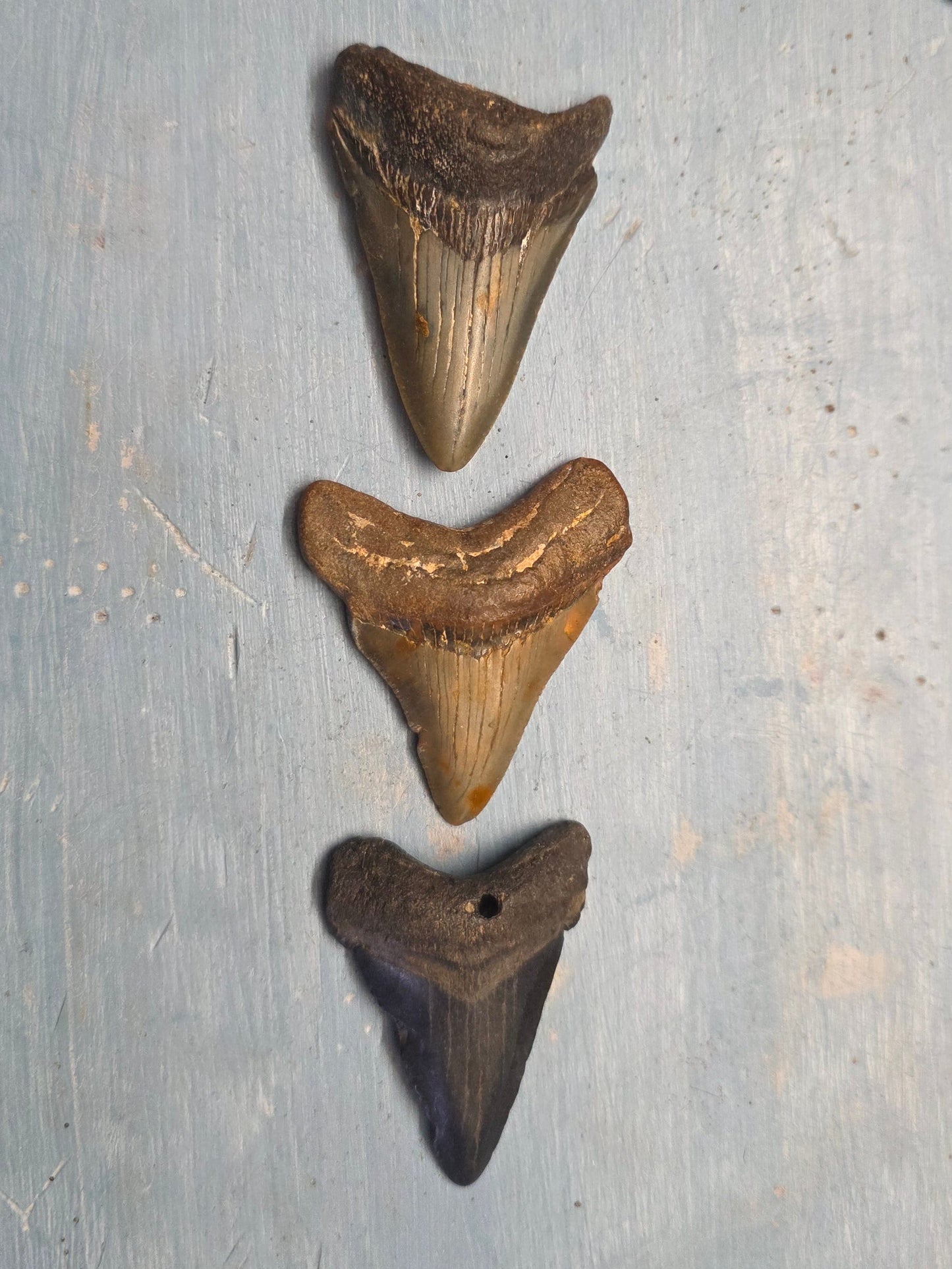 MEGALODON MYSTERY BUCKETS! (32oz)