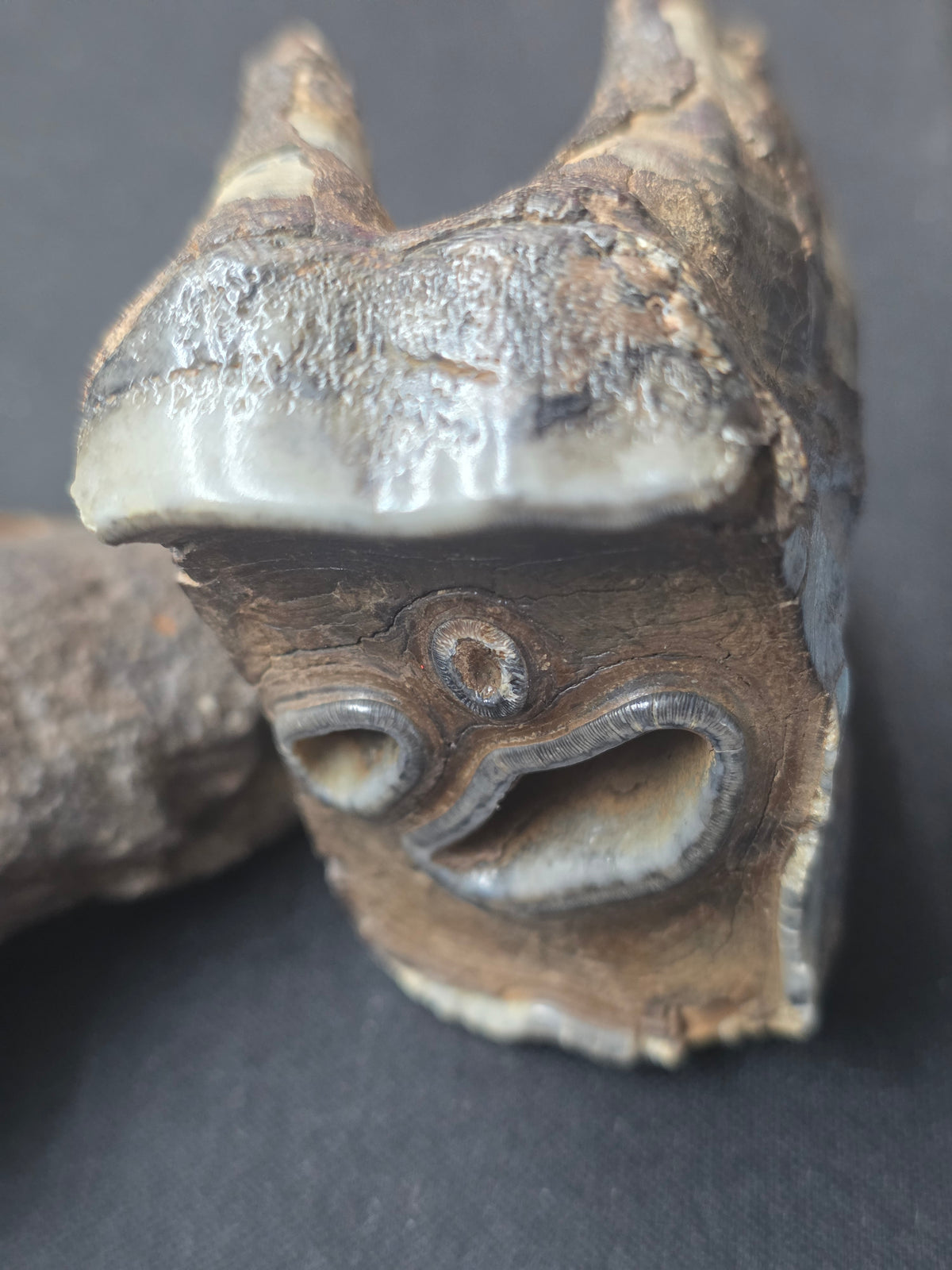 Teleoceras Proterum “Prehistoric Rhino” Tooth – One-of-a-Kind Relic Reef Specimen