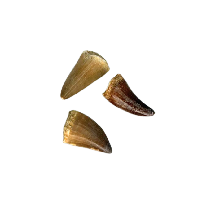 Mosasaur Tooth