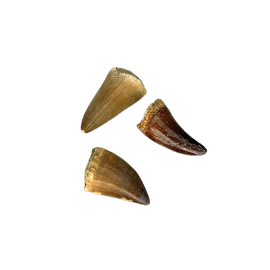 Mosasaur Tooth