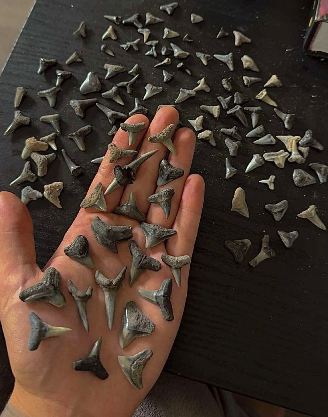 Mini Mystery Shark Tooth Buckets!

A Pocket-Sized Fossil Hunt! 🦈