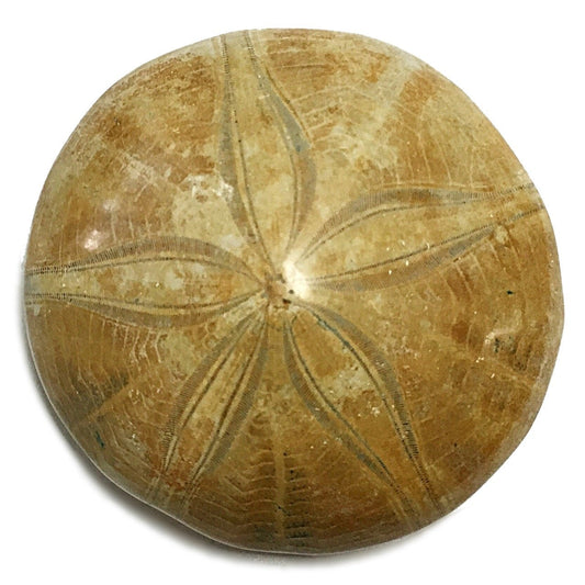 Sea Urchin Fossil