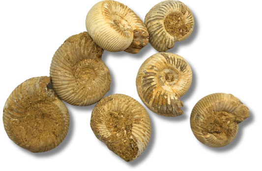 Ammonite