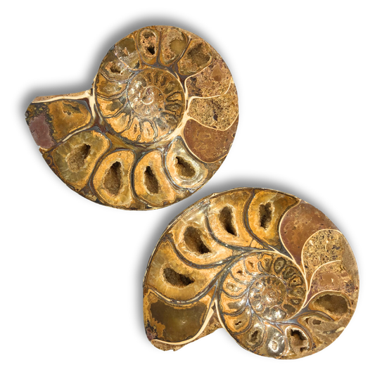 Ammonite Split Pair