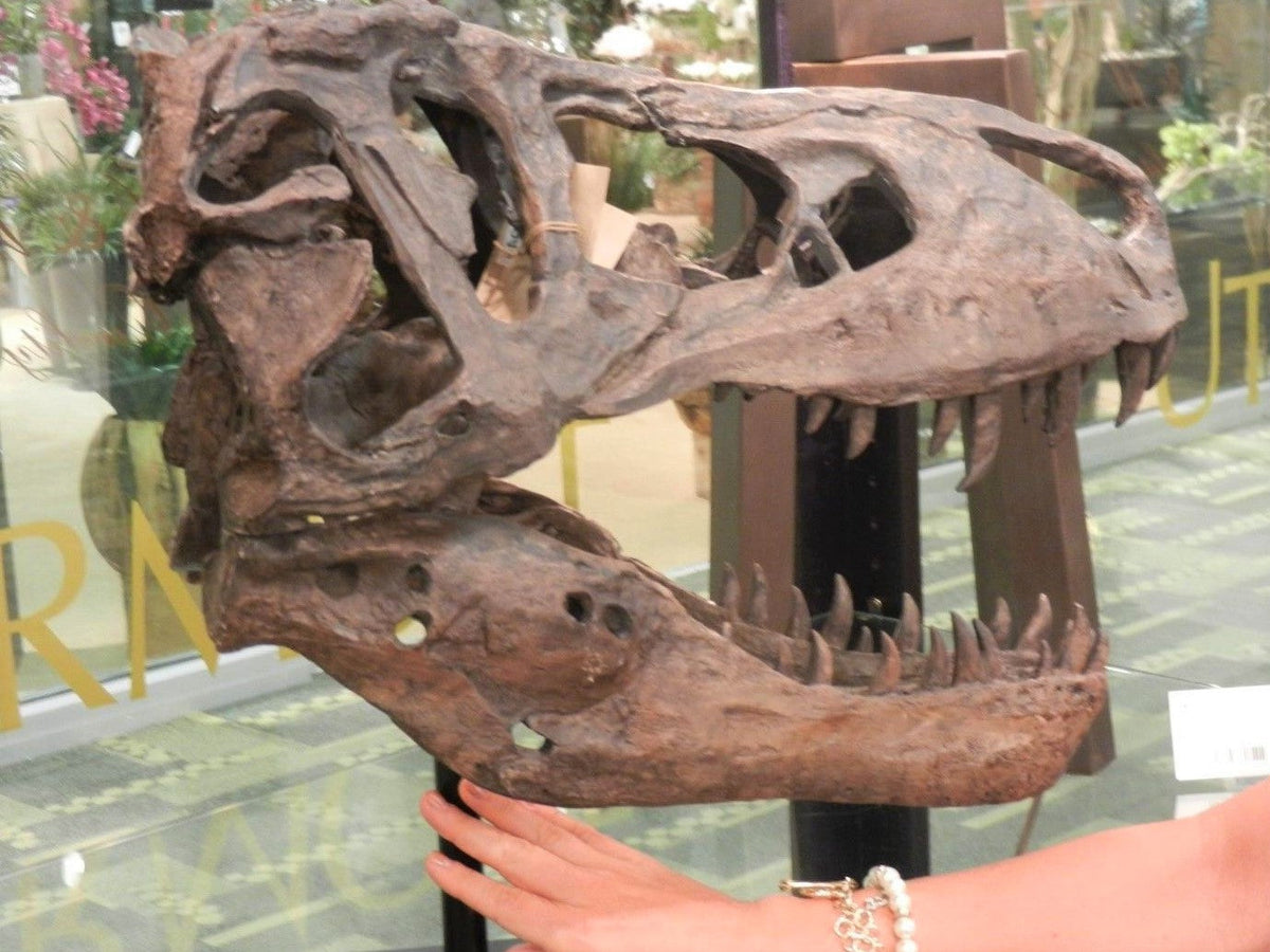 Tyrannosaurus Rex Skull Replica Large Head Resin Model T-Rex Sculpture, photo 1