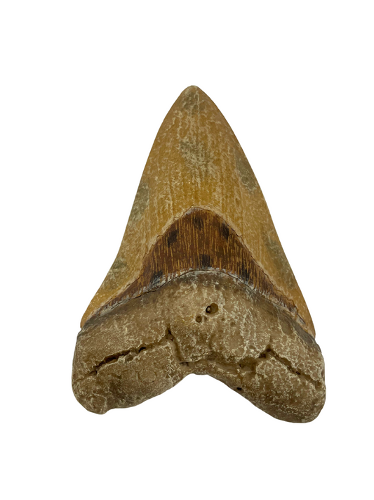 Megalodon Tooth Replica