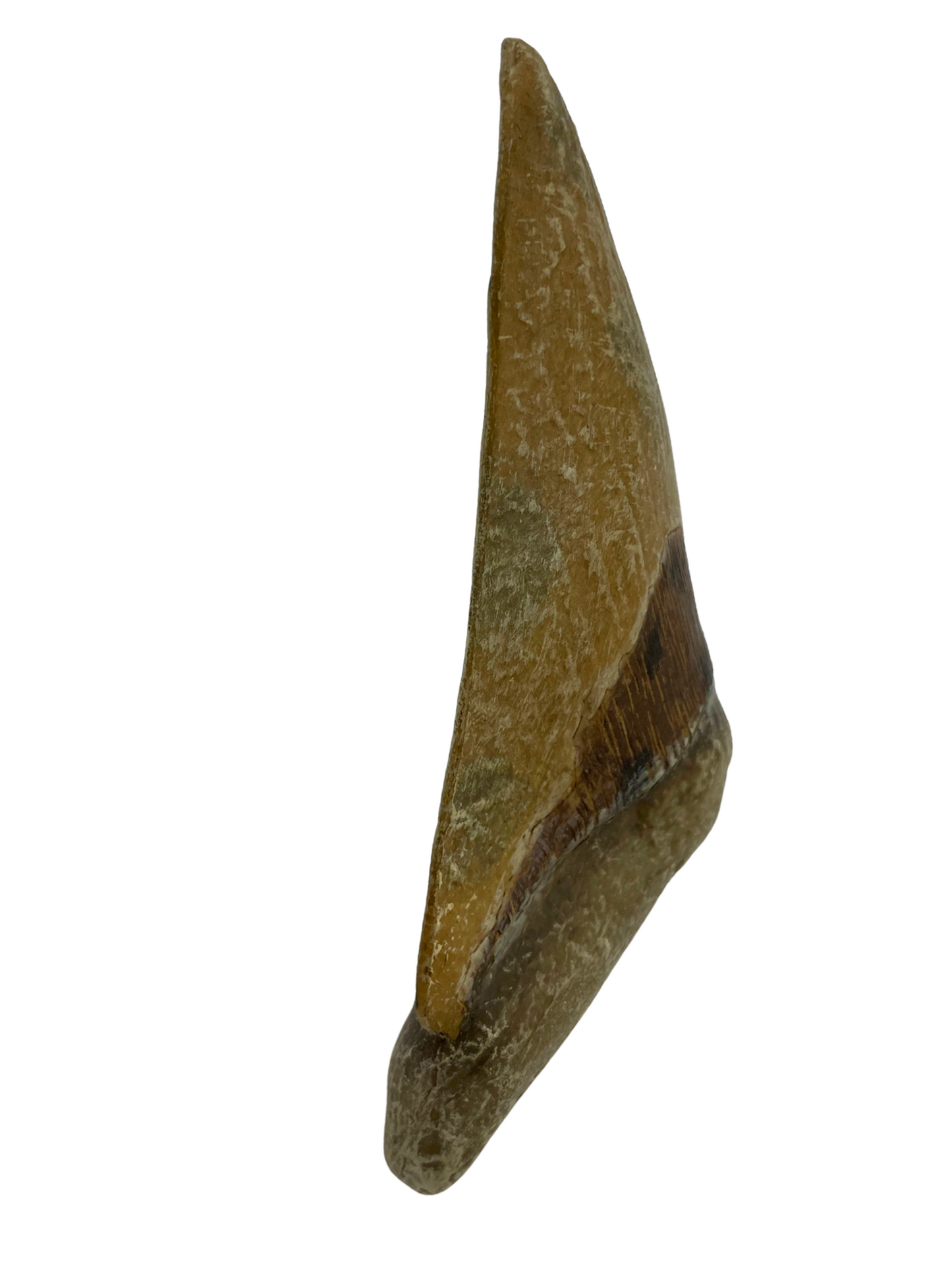 Megalodon Tooth Replica