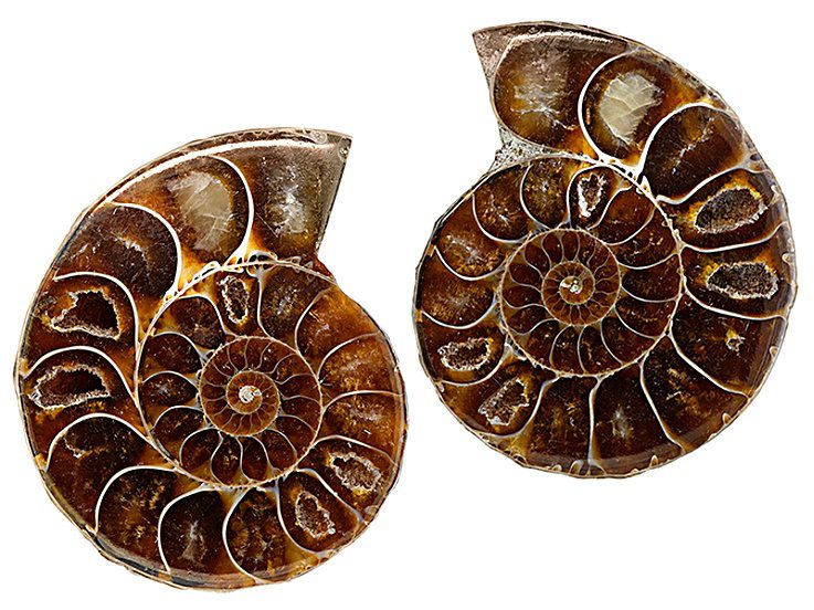 Ammonite Split Pair