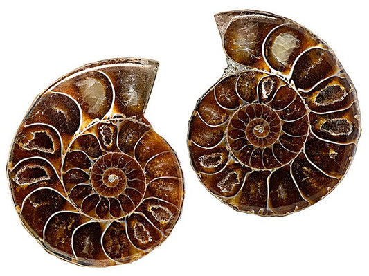 Ammonite Split Pair
