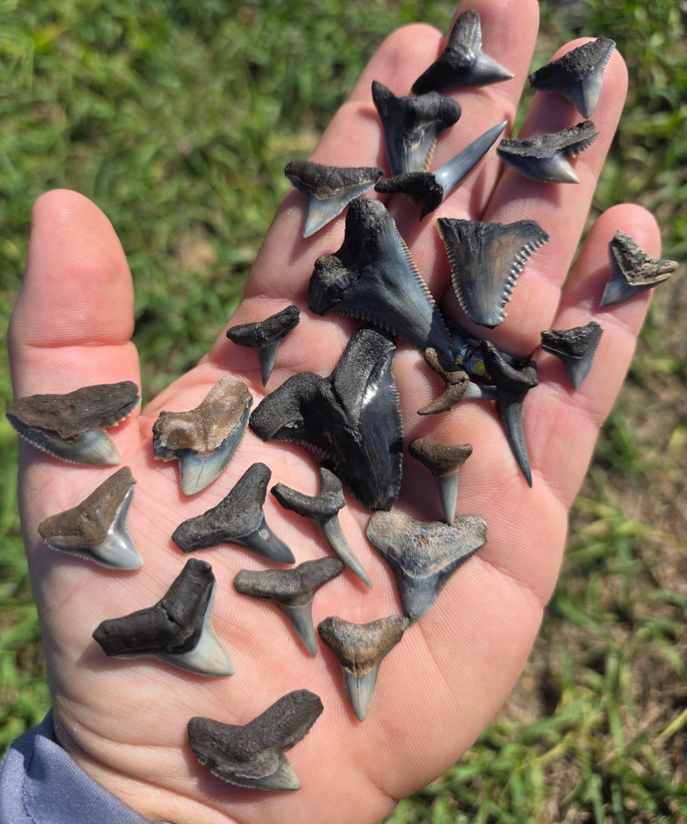 Dig up real fossil shark teeth at home