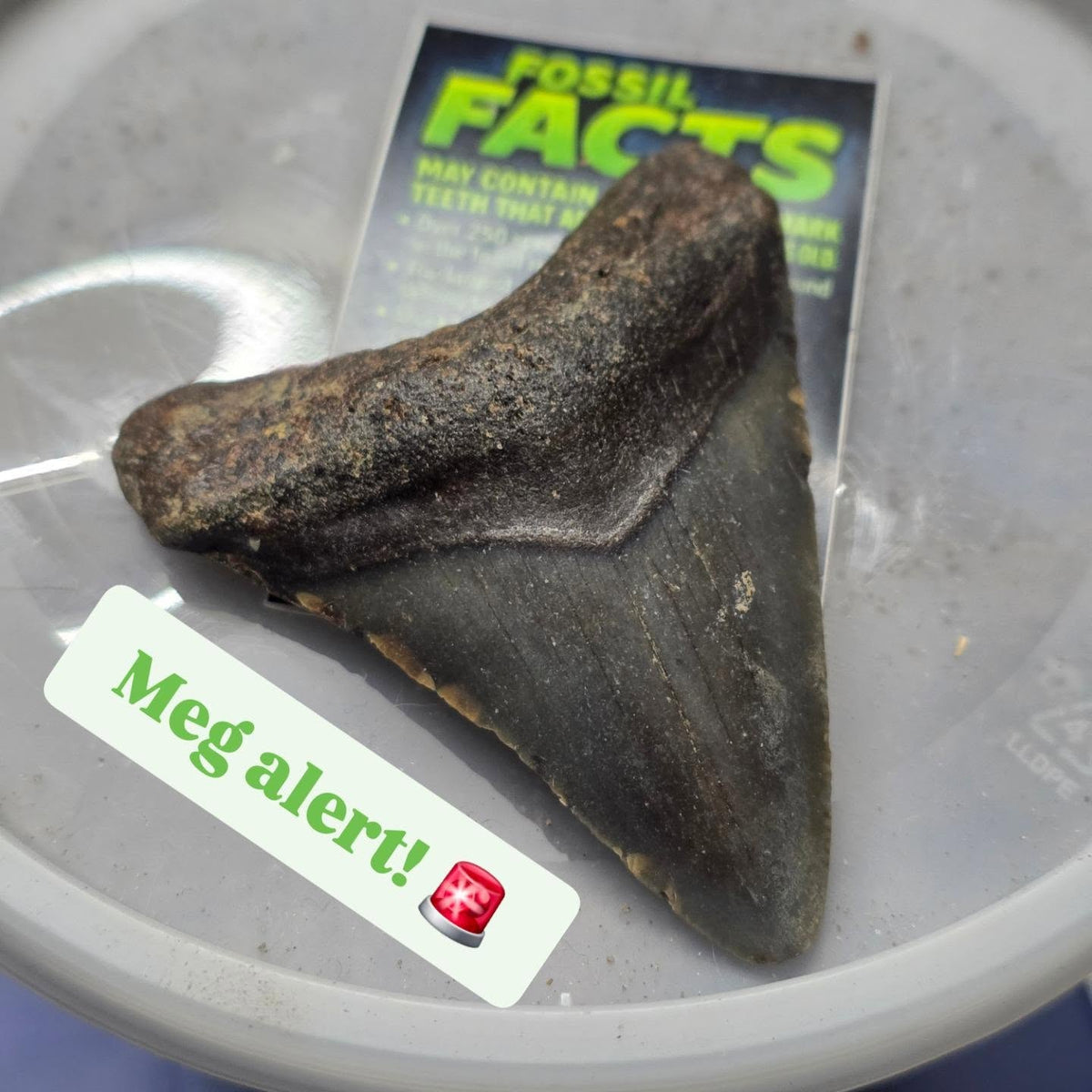 Megalodon Fossil Mystery Bucket – 32 oz Dig Kit
