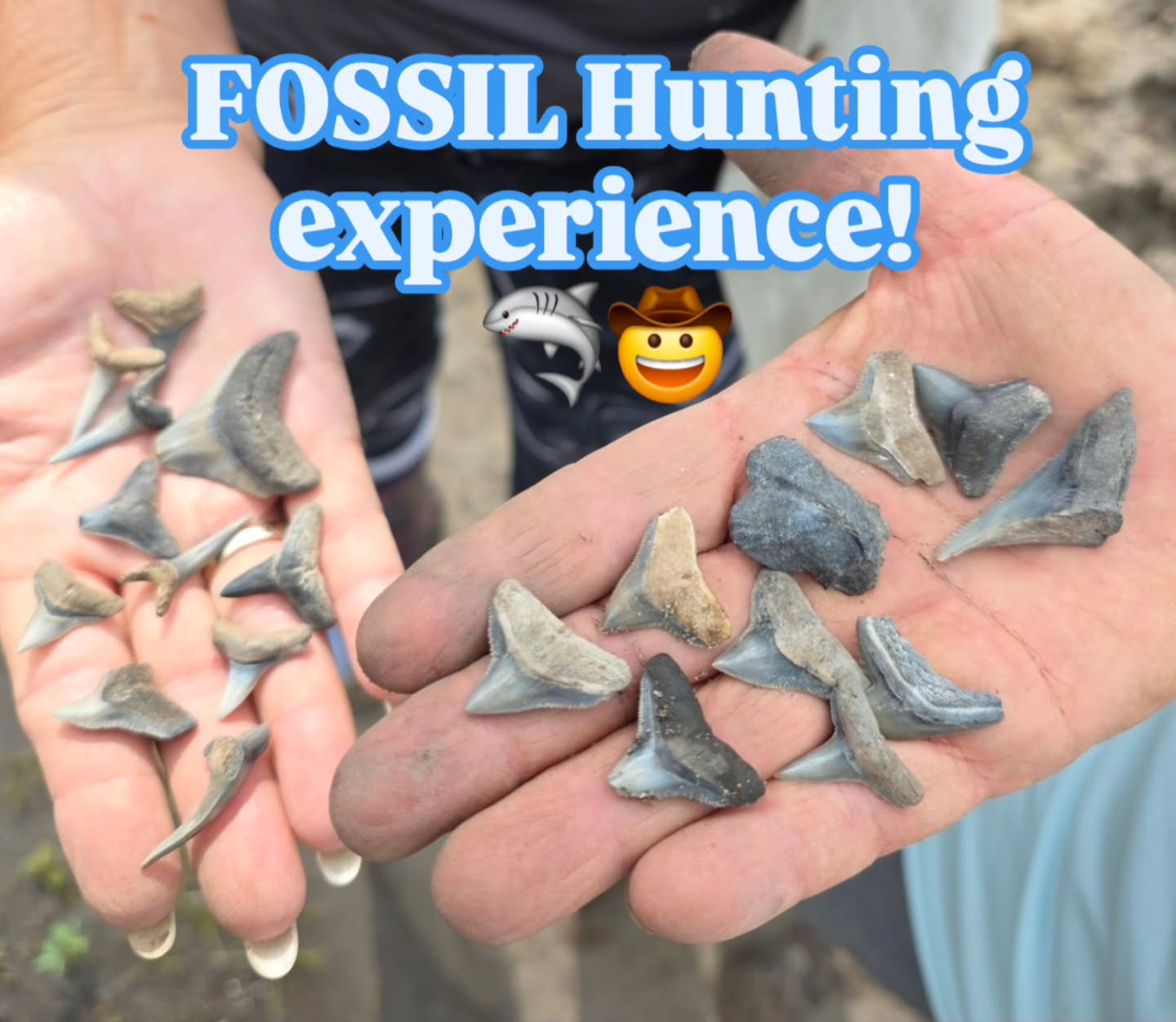 Myakka City, Florida Shark Tooth Hunting & Fossil Mystery Buckets