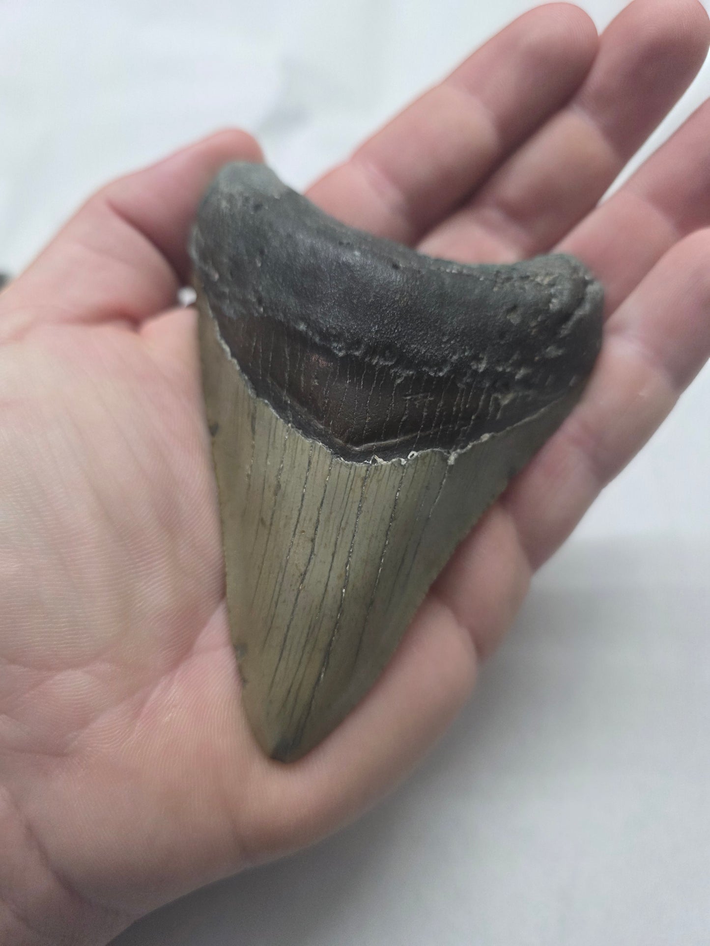 4" Authentic Fossil Megalodon Tooth