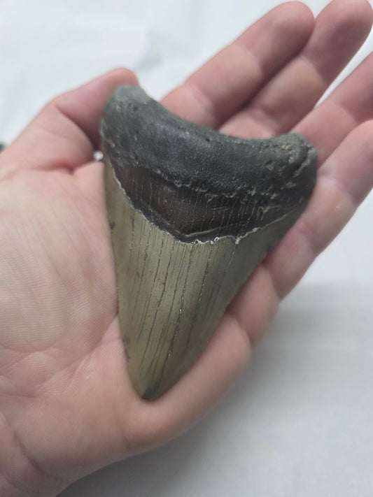 4" Authentic Fossil Megalodon Tooth