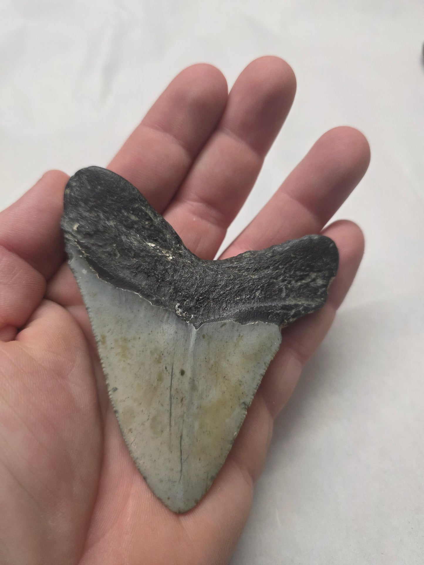 3.75" Authentic Fossil Megalodon Tooth