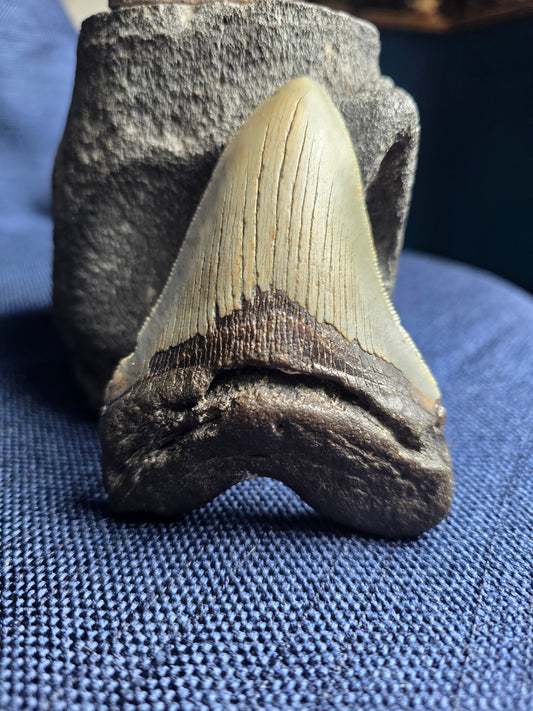 4.5-Inch Fossil Megalodon Tooth – Venice, Florida