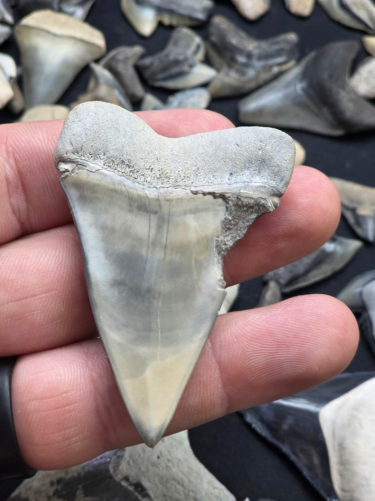 Rare 2¾" Blue Hastalis Tooth – Myakka City Private Pit Find