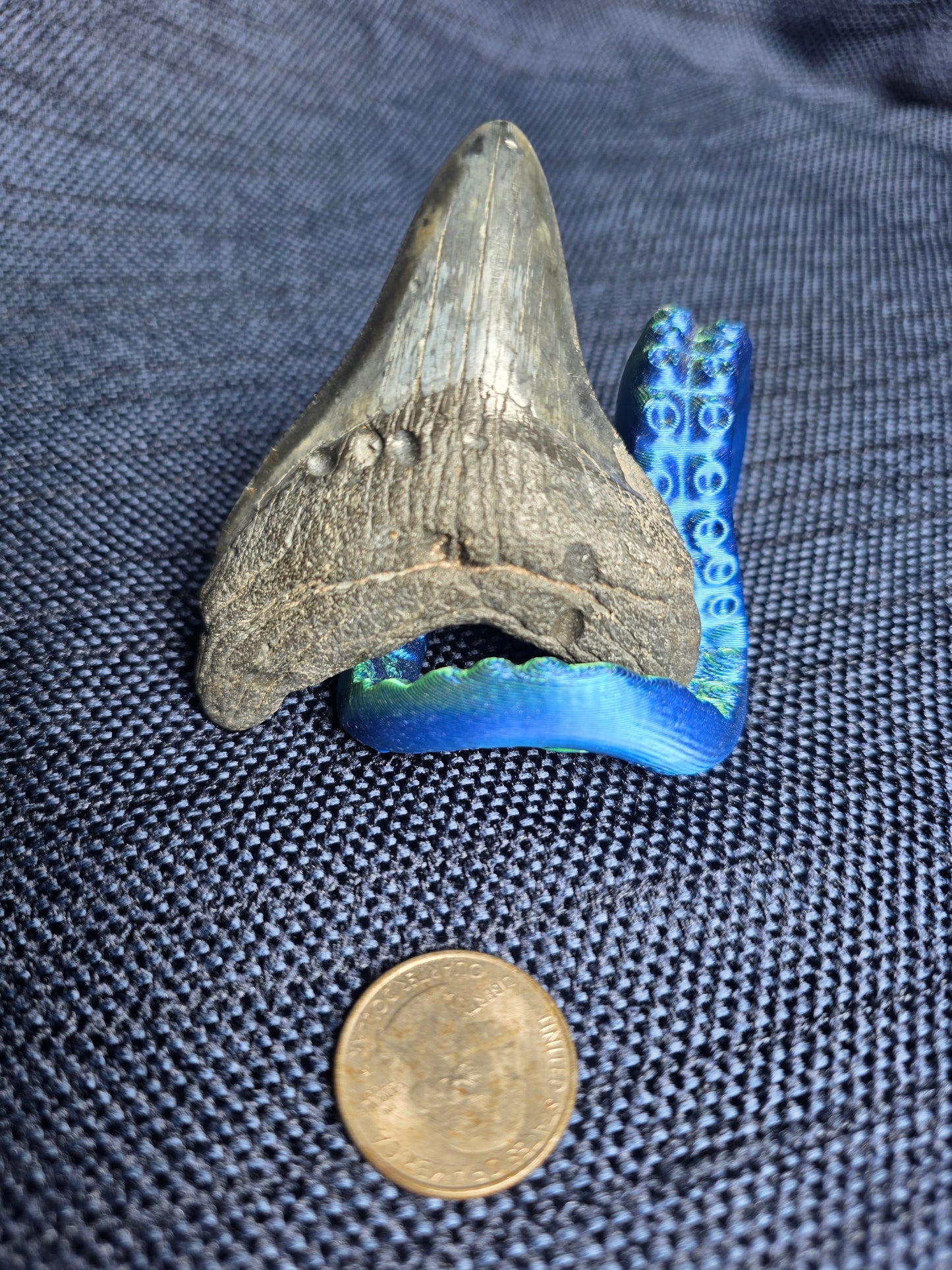 Authentic Myakka City Megalodon Tooth Fossil