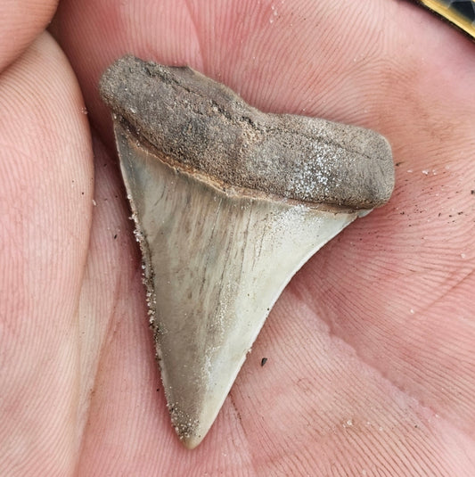 Premium Hastalis Fossil Shark Tooth Mystery Bucket (2"+)