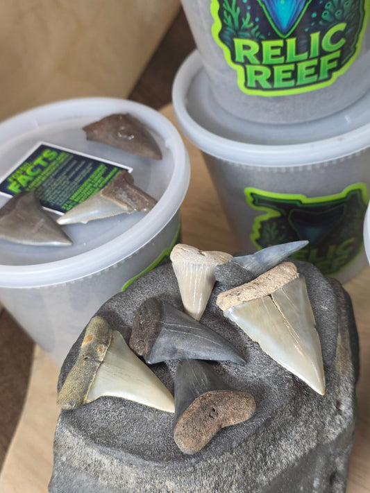 PREMIUM HASTALIS MYSTERY BUCKET!