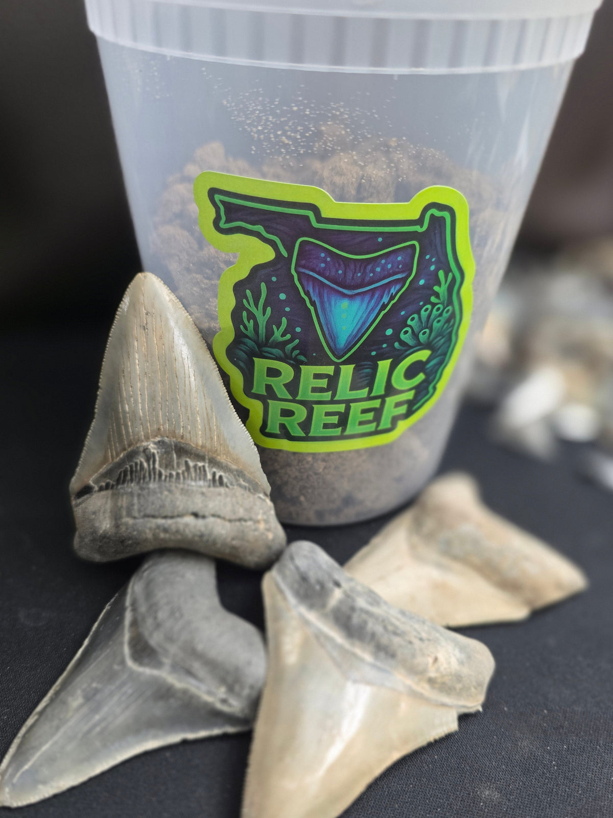 🦈 Platinum Bucket - 3"+ KILLER Megalodon Tooth