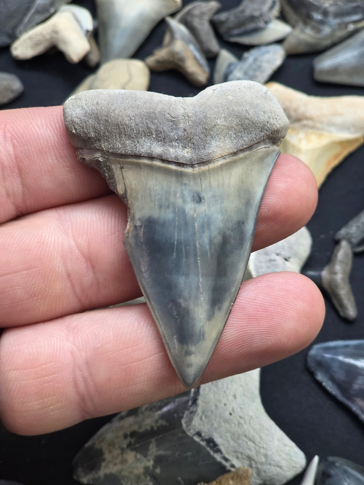Rare 2¾" Blue Hastalis Tooth – Myakka City Private Pit Find