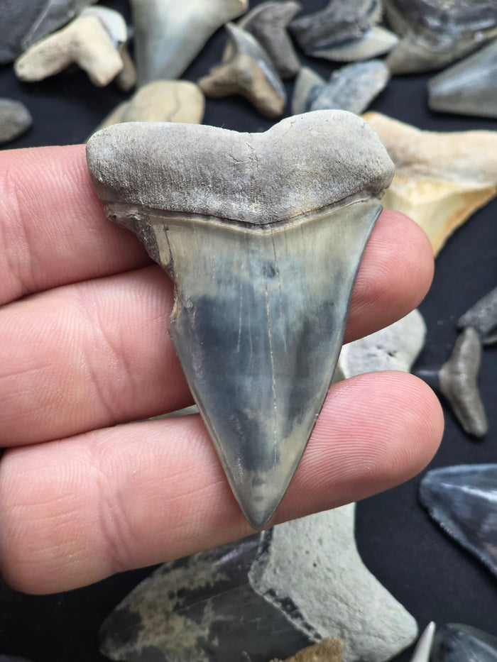 Rare 2¾" Blue Hastalis Tooth – Myakka City Private Pit Find