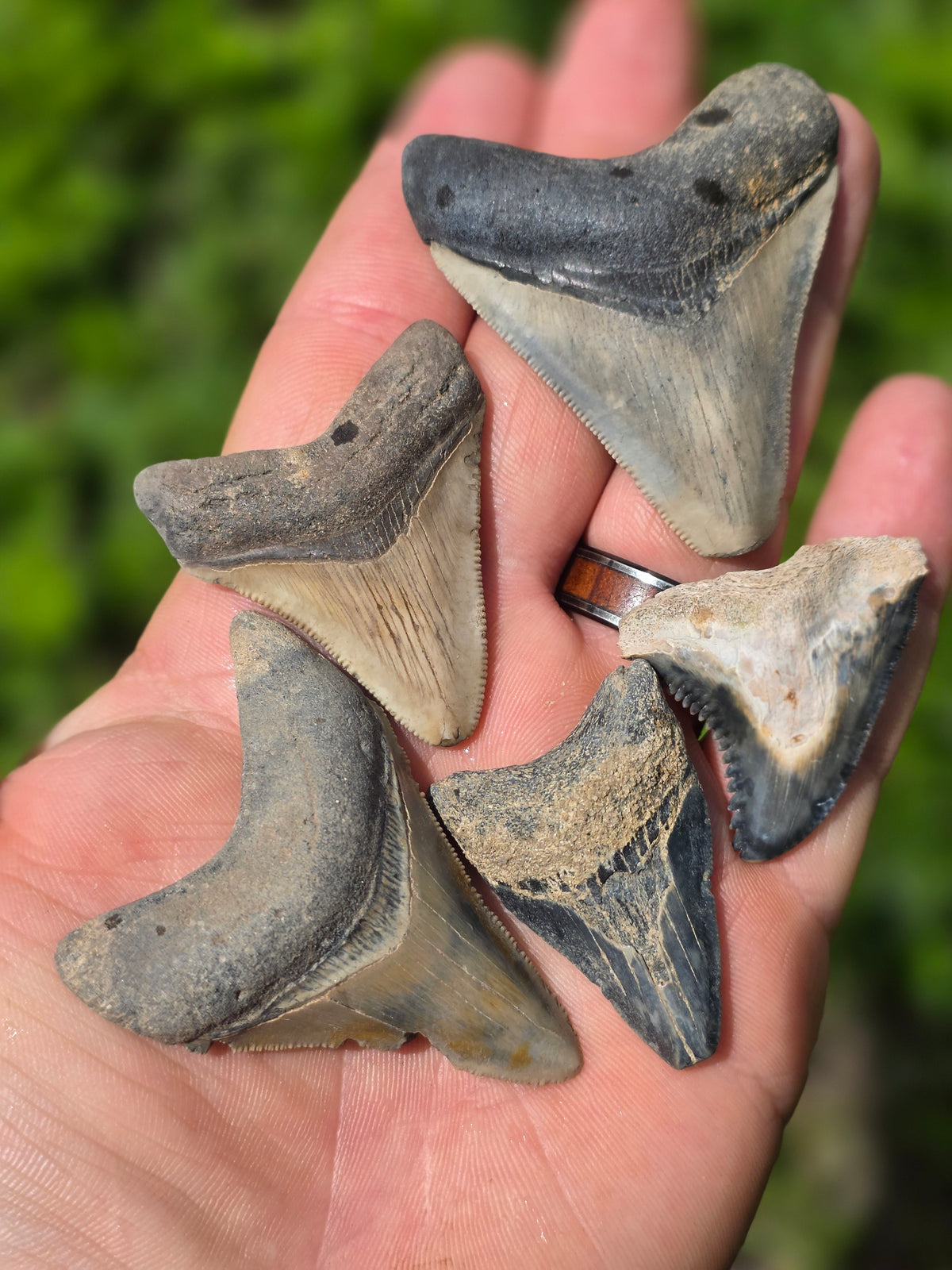 Megalodon Fossil Mystery Bucket – 32 oz Dig Kit