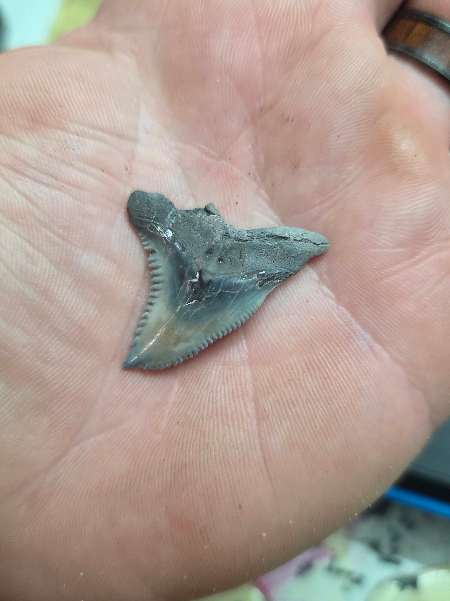 Hemi Snaggletooth Shark Tooth. One-of-a-Kind Fossil Display!