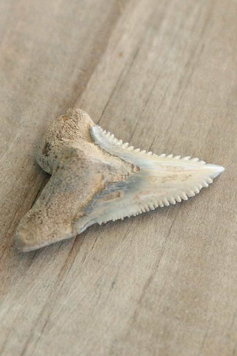 Authentic Hemipristis (Snaggletooth) Shark Tooth