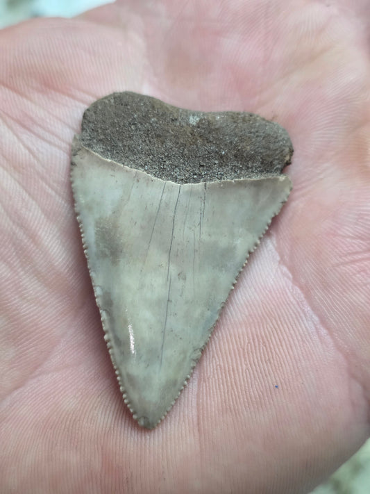 Collector Grade GREAT WHITE Shark Tooth - One of a Kind!