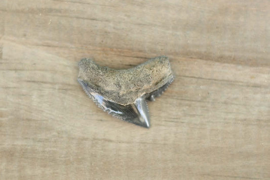 🦈 Tiger Shark Fossil Tooth – Authentic Florida Find