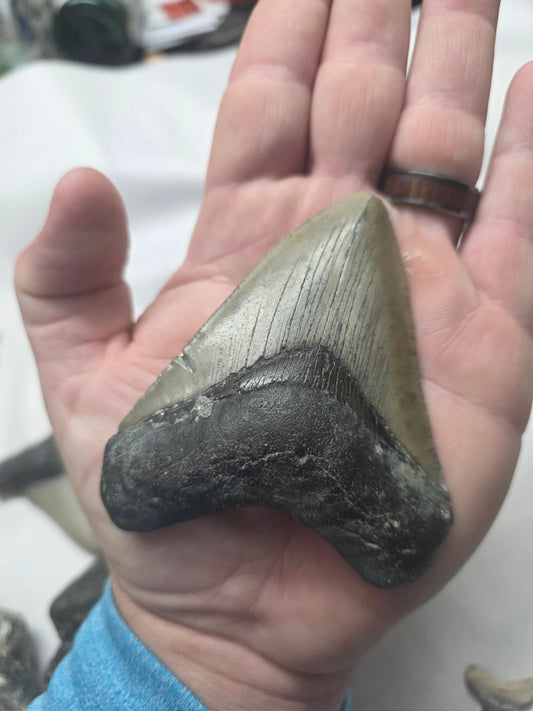 3.5" Authentic Fossil Megalodon Tooth