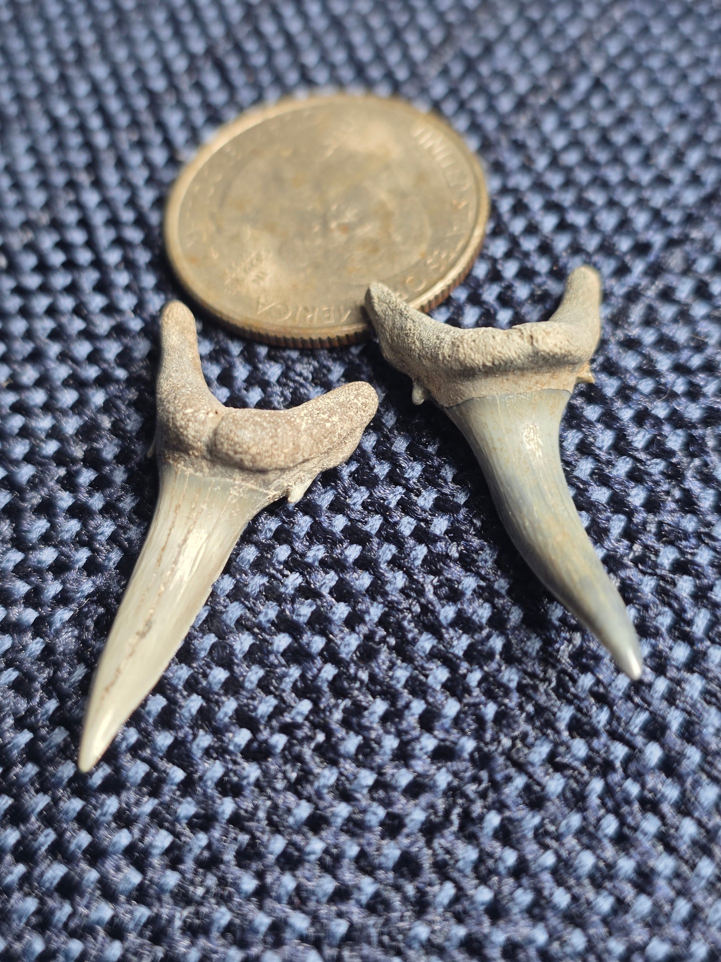 Myakka City Sand Tiger Shark Tooth Fossil Pair