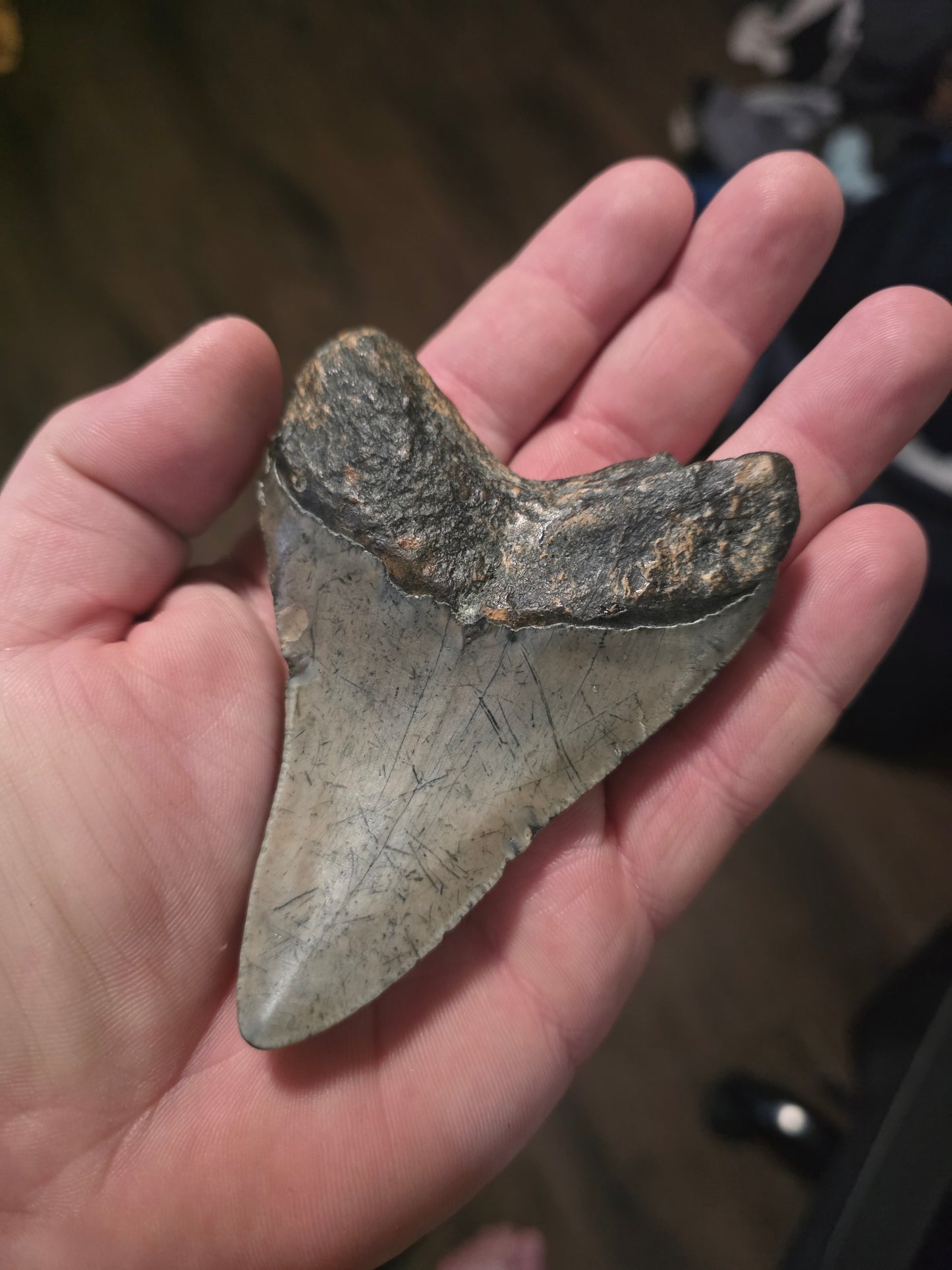 Megalodon Tooth