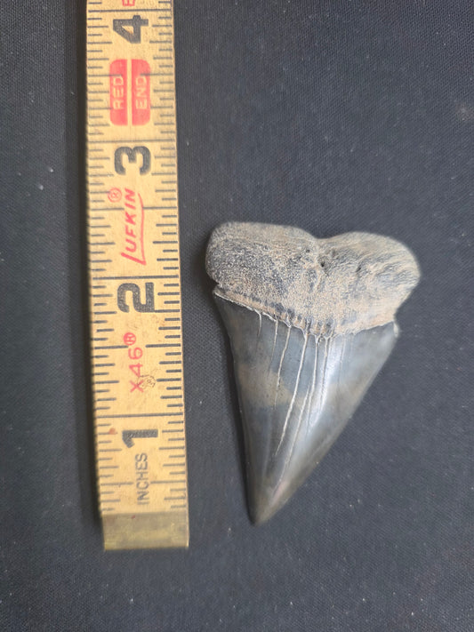 One-of-a-Kind Hastalis Fossil Tooth – Original Relic Reef Pit Find