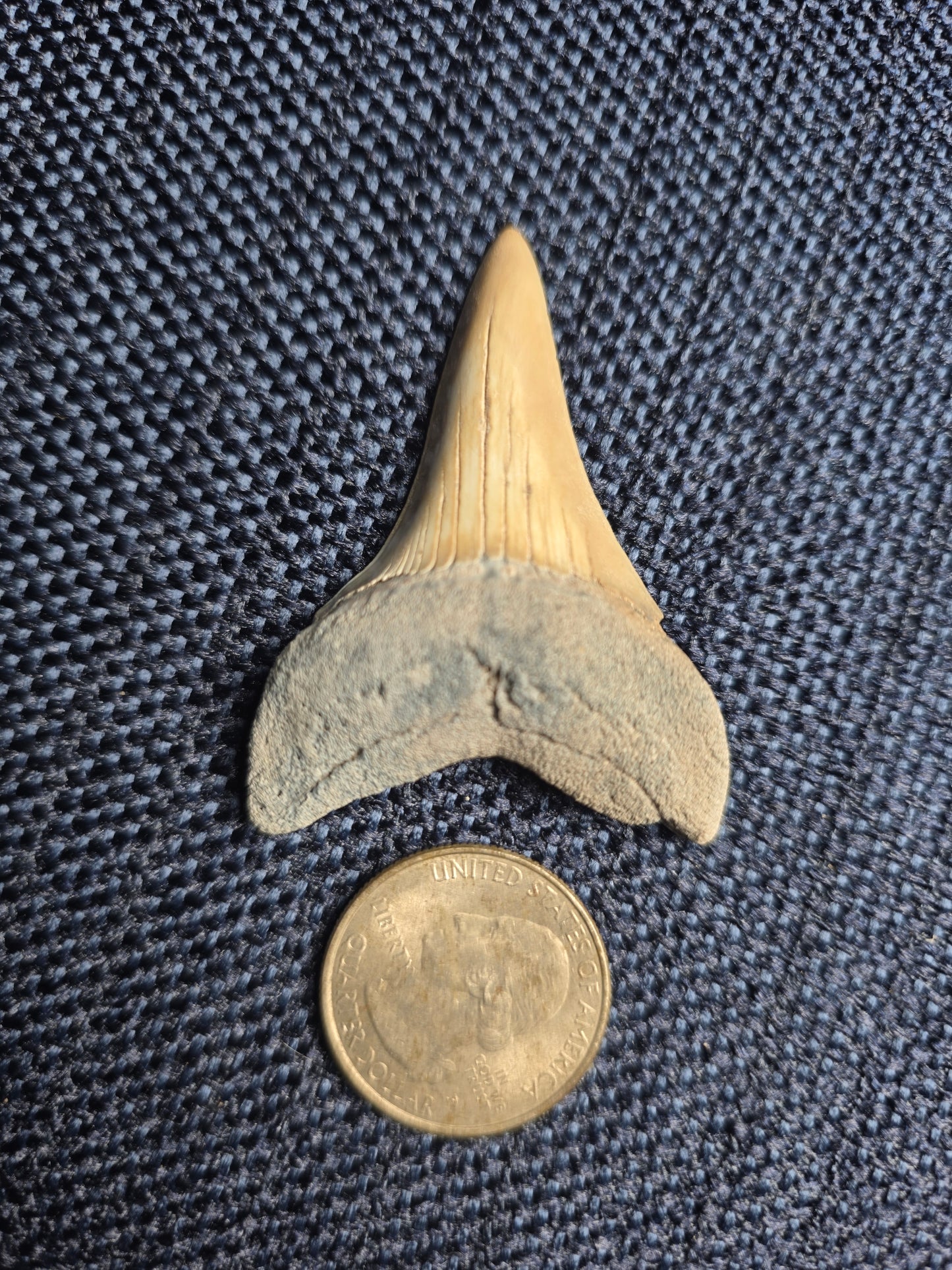 Myakka City Hastalis Shark Tooth Fossil