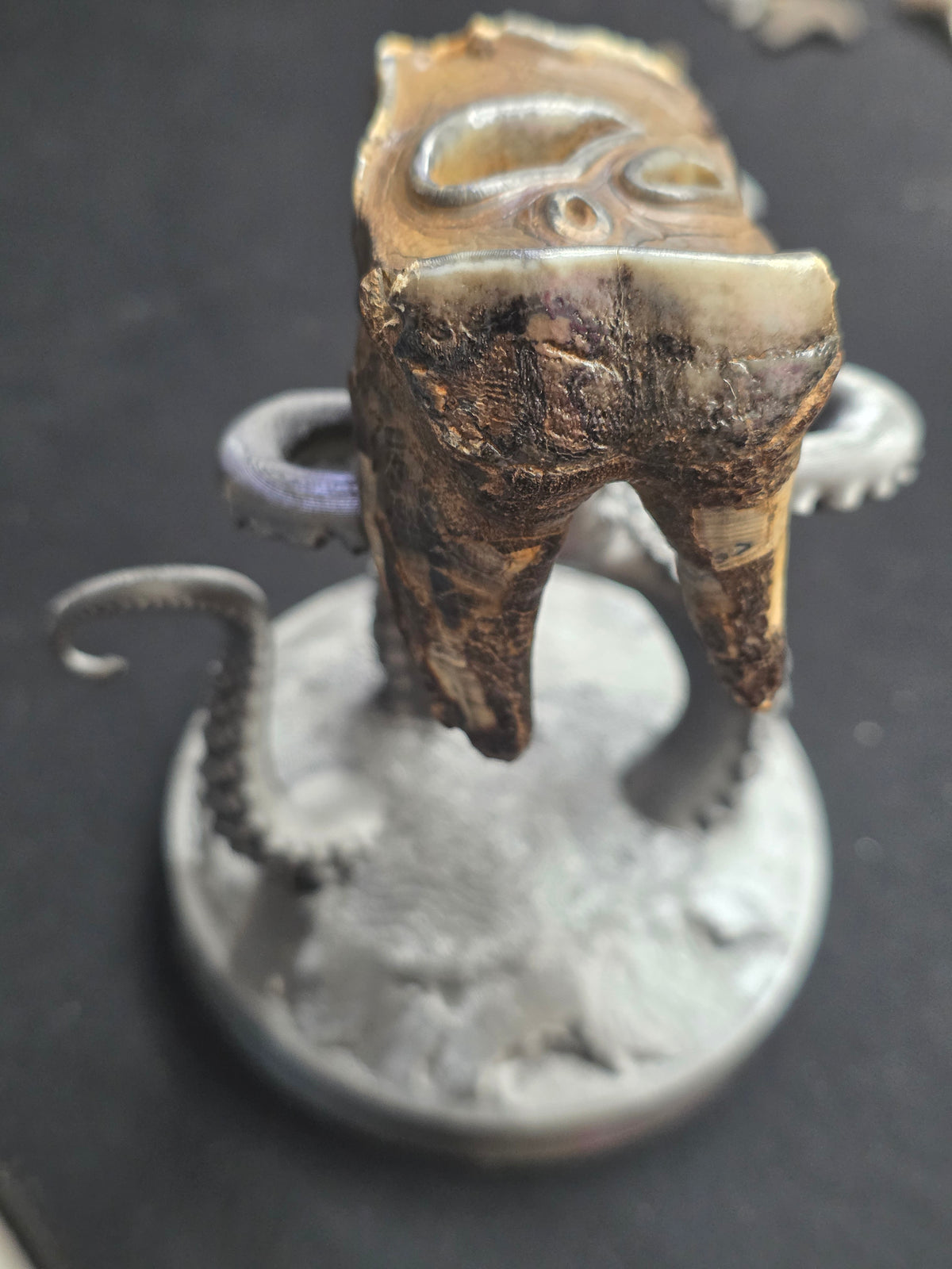 Teleoceras Proterum “Prehistoric Rhino” Tooth – One-of-a-Kind Relic Reef Specimen
