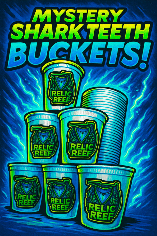 Mystery Shark Tooth Bucket (32 oz)