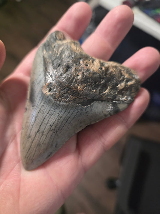 Megalodon Tooth