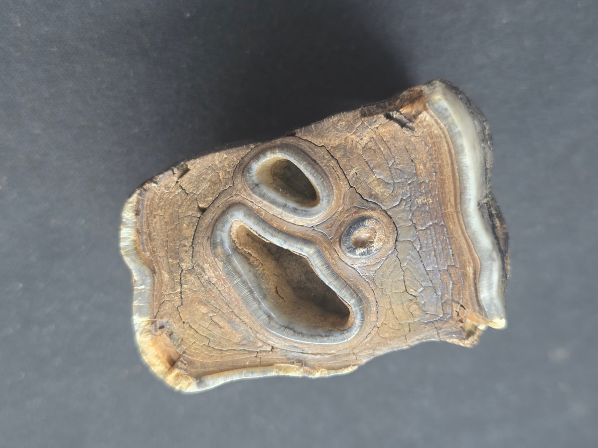 Teleoceras Proterum “Prehistoric Rhino” Tooth – One-of-a-Kind Relic Reef Specimen